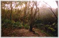 Cornwall's first geological nature reserve. Old sandpit, formerly known as Harvey's Pit, owned and managed as nature reserve by Cornwall Wildlife Trust